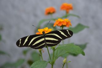 Schmetterlingshaus - Sie fliegen wieder!