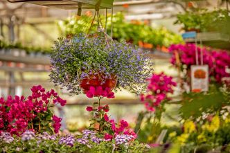 Blütenfest im Rodigari Gartencenter